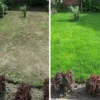 doff green fingers organic green up lawn grass feed before after