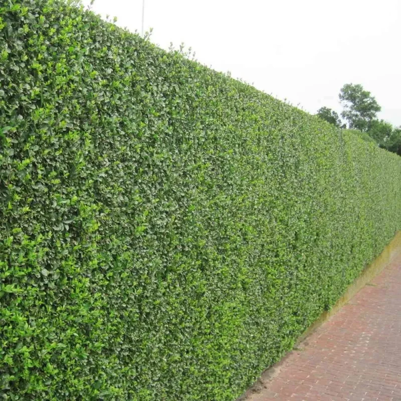 privet hedge plants p22 2193 zoom