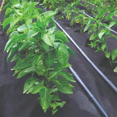 weed control fabric 15 meter 100gsm