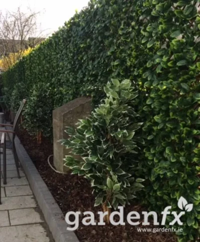 Savanna Artificial Hedge - 1 Metre x 2 Metres 6 www.gardenfx.ie Savanna Artificial Hedge on Trellis 1